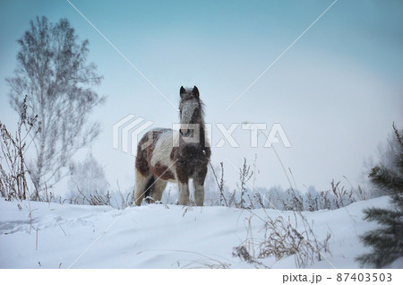 The foal walks through the snowdrifts in the forest. Cute fluffy animal. The foal walks through the snowdrifts in the forest. Cute fluffy animal. 87403503