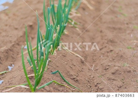 収穫前の畑に植わった長ネギ 収穫前の畑に植わった長ネギ 87403663