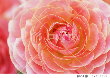 ラナンキュラス　Ranunculus 87403699