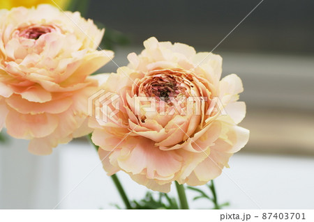 ラナンキュラス　Ranunculus 87403701