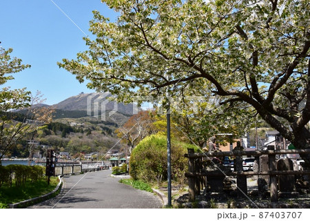 箱根町 元箱根園地散策路と満開桜と新緑と駒ケ岳 箱根町 元箱根園地散策路と満開桜と新緑と駒ケ岳 87403707