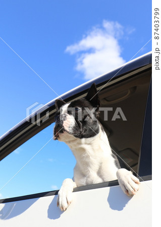 大好きな青空ドライブで嬉しそうに窓から身を乗り出して景色を眺める愛犬ボストンテリアのマイティくん 87403799