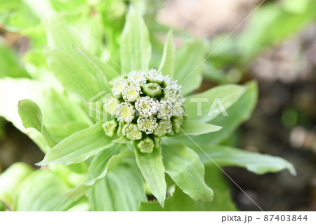 早春のフキノトウ（蕗のとう） 87403844