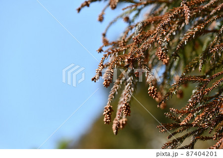 早春のスギ(杉)の雄花 早春のスギ(杉)の雄花 87404201