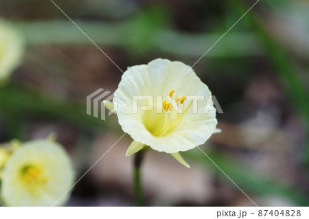ペチコートスイセン　Narcissus bulbocodium 87404828