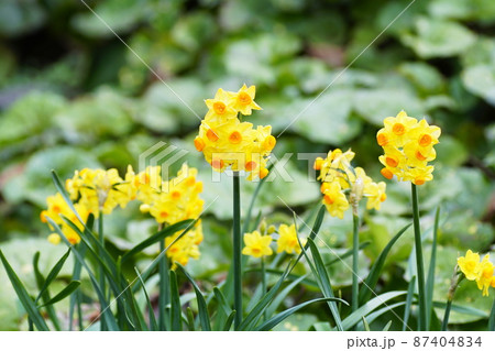 スイセン　Narcissus 87404834
