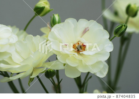 ラナンキュラス　Ranunculus 87404835