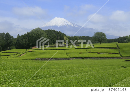 大渕の茶畑 87405143