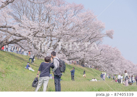 京都 淀川河川公園背割堤地区の桜 87405339