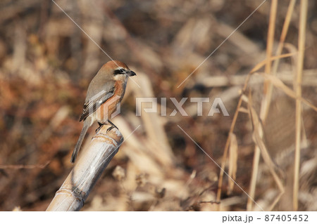 手賀沼の野鳥冬　モズ 87405452