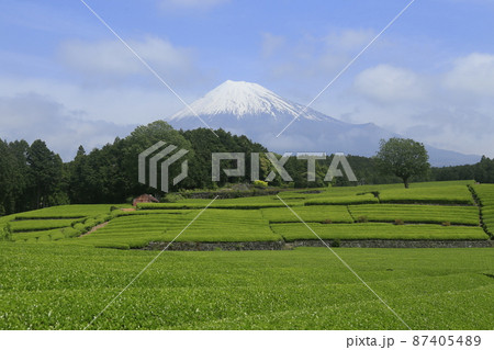 富士山と茶畑 87405489