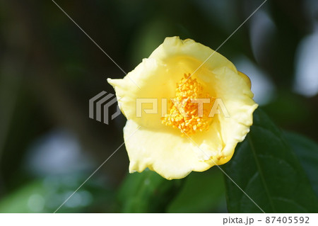 金花茶 Camellia chrysantha 金花茶 Camellia chrysantha 87405592