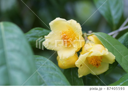 金花茶　Camellia chrysantha 87405593