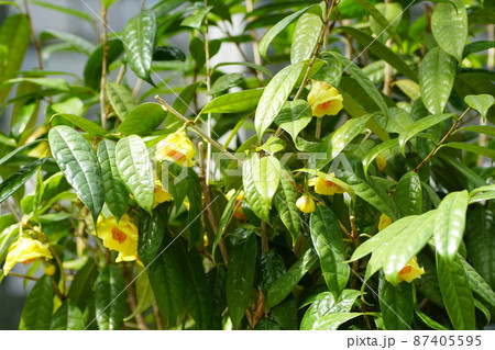 金花茶 Camellia chrysantha 金花茶 Camellia chrysantha 87405595