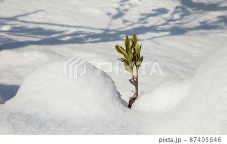 目 雪景色 雪原 87405646
