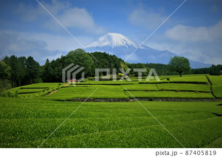富士山と茶畑 87405819