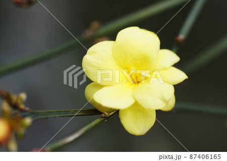 ウンナンオウバイ　Japanese jasmine 87406165