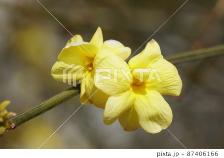ウンナンオウバイ　Japanese jasmine 87406166