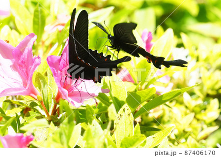 吸蜜中のカラスアゲハとオナガアゲハ 吸蜜中のカラスアゲハとオナガアゲハ 87406170