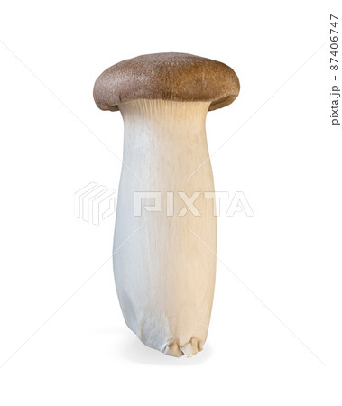 King trumpet mushroom isolated on white background. King trumpet mushroom isolated on white background. 87406747
