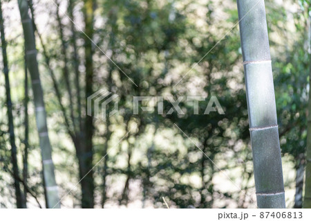 竹　イメージ素材 87406813