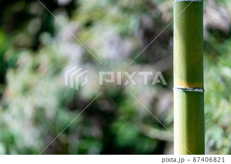 竹　イメージ素材 87406821