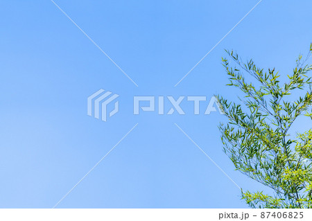 竹 イメージ素材 竹 イメージ素材 87406825