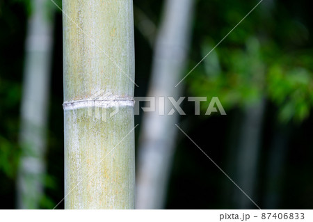 竹 イメージ素材 竹 イメージ素材 87406833