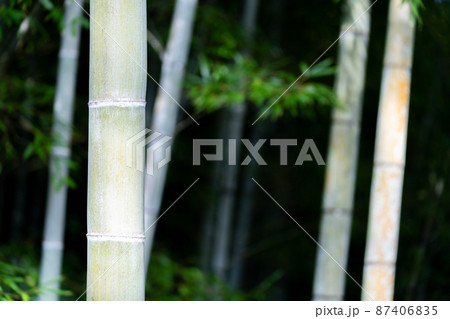 竹　イメージ素材 87406835