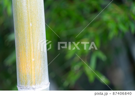 竹 イメージ素材 竹 イメージ素材 87406840