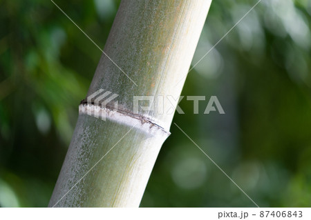 竹　イメージ素材 87406843