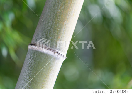 竹 イメージ素材 竹 イメージ素材 87406845