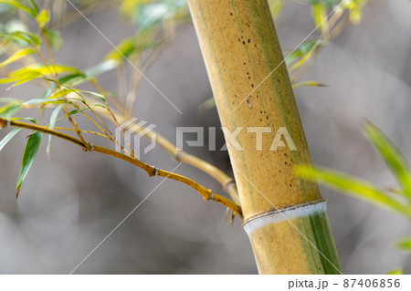 竹　イメージ素材 87406856