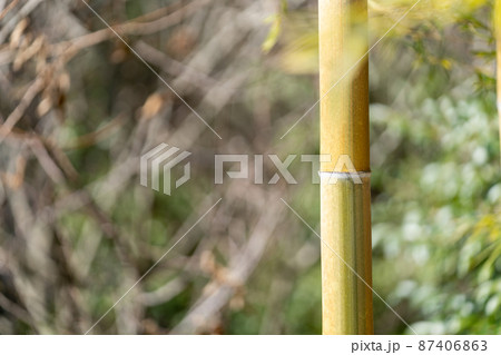 竹 イメージ素材 竹 イメージ素材 87406863