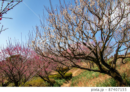 春の梅の花 春の梅の花 87407155