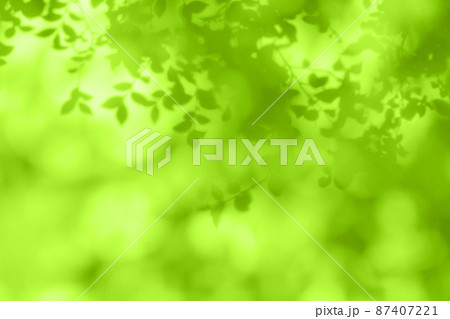 早春のやさしい光に包まれる、若葉のシルエット 早春のやさしい光に包まれる、若葉のシルエット 87407221