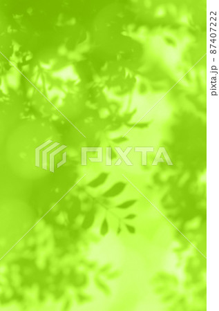 早春のやさしい光に包まれる、葉っぱのシルエット 87407222