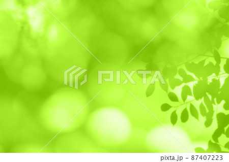 早春のやさしい風に揺れる、若葉のシルエット 早春のやさしい風に揺れる、若葉のシルエット 87407223