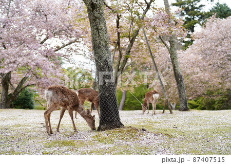 奈良公園　桜と鹿 87407515