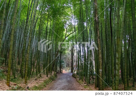 日本の竹林 日本の竹林 87407524