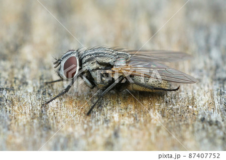 Closeup of a common face fly or autumn housefly, Musca autumnalis, on piece of wood 87407752