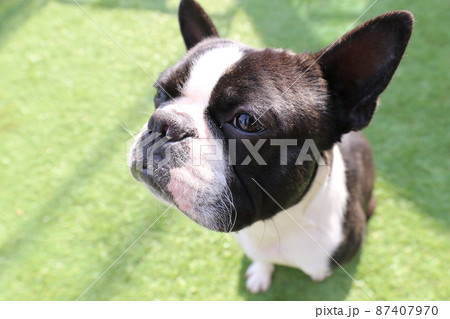 我が家のドックランで可愛いポーズの愛犬ボストンテリアのマイティくん 我が家のドックランで可愛いポーズの愛犬ボストンテリアのマイティくん 87407970