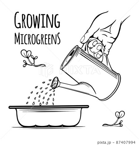 watering can with water microgreen vector freehand sketch black and white 87407994