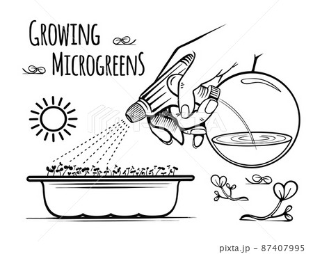 microgreens sprayed with water vector freehand sketch black and white 87407995