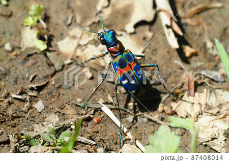 ハンミョウ（ナミハンミョウ） 87408014