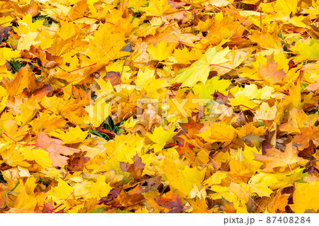 fallen autumn maple leaves on the ground full-frame background at cloudy day fallen autumn maple leaves on the ground full-frame background at cloudy day 87408284