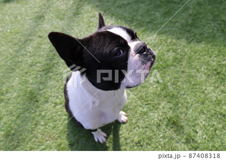 我が家のドックランで可愛いポーズの愛犬ボストンテリアのマイティくん 87408318