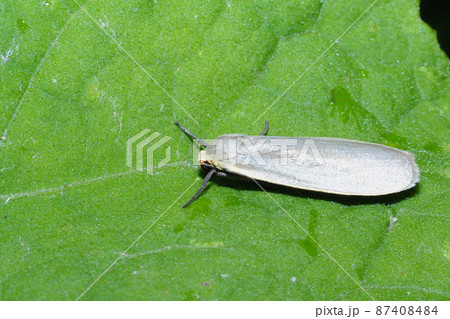 ホソバガの一種 ホソバガの一種 87408484