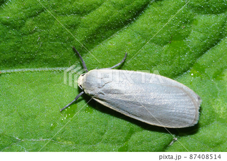 ホソバガの一種 87408514