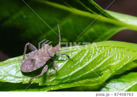 ホオズキカメムシ 87408763